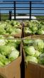 Florida Cyclospora cases tied to Taylor Farms