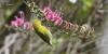 Researchers warn Kauai honeycreepers are disappearing faster than expected
