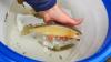 Colorado rescues 103 trout with genetics found nowhere else from Gold Mountain Fire