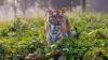Sundarbans tiger population rises despite challenges