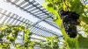 Germany: How weather extremes impact local agriculture