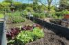 Fall gardening, Gyotaku prints and Chess Club highlight August library events
