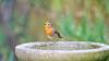 Gardeners told to make one change now to their bird baths to attract robins