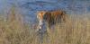 Nepal's Tiger Population Reaches 429 According to Latest Count