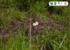 Sarus Crane Nests Signal Boost for Tallest Flying Bird