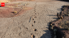 A 66-million-year-old dinosaur highway in Bolivia reveals more than 16,000 fossil footprints from the final days of the dinosaurs