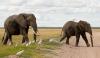 Kenya probes potential toxin after 15 elephants die in Amboseli ecosystem