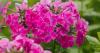 Gardeners urged to do 1 job in July to 'ensure continuous flowering'