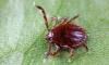 Across Arkansas, a fast-spreading tick threatens cattle, and females can lay eggs without a mate