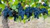 Raging Wildfires Are Already Crippling the French Wine World
