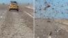On a Western Sahara highway, cars push through a locust swarm so thick it blocks the view