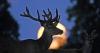 What is the buck moon and can it be seen in the UK today?