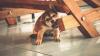 Keep your furniture safe from your dog's chewing