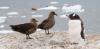 Australia confirms local transmission of H5 bird flu