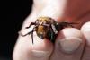 Biodiversity at risk: Asian hornets pose growing danger to native bees