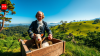 In the 1770s, Captain Cook released pigs and goats in New Zealand to feed future sailors. Their descendants still threaten the country's native forests today