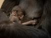 Zurich Zoo welcomes baby gorilla
