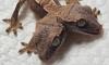 Seeing double? Incredibly rare two-headed gecko is born in Pennsylvania