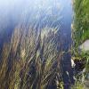 Forever chemicals in Whitefish water supply below level that requires treatment, city officials say