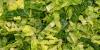 The parasite panic didn't stop thousands of nutrition experts from chowing down on salad