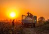Uzbek cotton industry faultlines