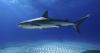 Newport Beach Shark Breach Video: Great White Leaps Behind Unsuspecting Boogie Boarder