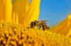 America's bees are dying in record numbers. New Jersey is stuck in the middle of it
