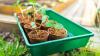 Gardening expert names five seeds you should plant in August for a bumper harvest