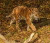 Nepal’s tiger count jumps to 429 in 2026 from 121 in 2009