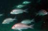 US bill would ban Southeast Atlantic commercial red snapper fishing during recreational closures