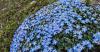 This Rare Purple Himalayan Flower Has Returned to India After 158 Years