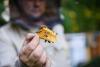 America's bees are dying in record numbers. New Jersey is stuck in the middle of it