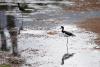 This Hawaiian Waterbird Is Making A Comeback. Should It Still Be Endangered?
