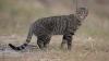 Australia adds $2.7 million to wipe out Kangaroo Island feral cats, save native wildlife