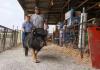Youths show hefty market pigs at fair