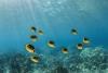 Tourist tax to rise 10% in Hawaii for reef restoration