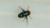 Pennsylvania takes aggressive stance to prevent flesh-eating New World screwworm fly from coming into the state
