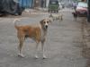 Children among 12 hurt in Jordan stray dog attack