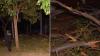 Woman, boy rushed to hospital after being hit by falling tree branch in Brisbane’s St Lucia