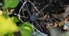 Gardening: Annuals into the fall