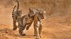 India's tigers fighting disease, shrinking forests, rising conflict in 2026