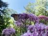 Backyard Naturalist: Making a home for wildlife