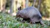 Florida reports more leprosy cases in 2026, and officials warn against handling armadillos