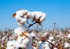 Better Cotton backs Uzbek standards push