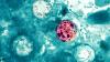 North Carolina cyclosporiasis cases climb to 718 as state launches tracking dashboard
