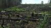 The farming method blamed for deforestation can also help forests recover