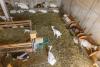 Screwworm Reaches 42 U.S. Animal Cases, but Only 10 Remain Under Active Treatment