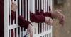Crime is falling, so why on earth are our prisons full?