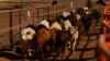 Industry split as USDA reopens border to Mexican cattle trade amid screwworm fight