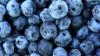 Blueberry exports from Georgia increased by 46% and exceeded $61.8 MLN
